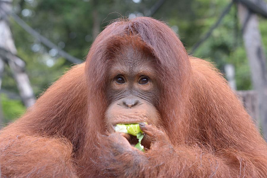 Cinta the young Orangutan