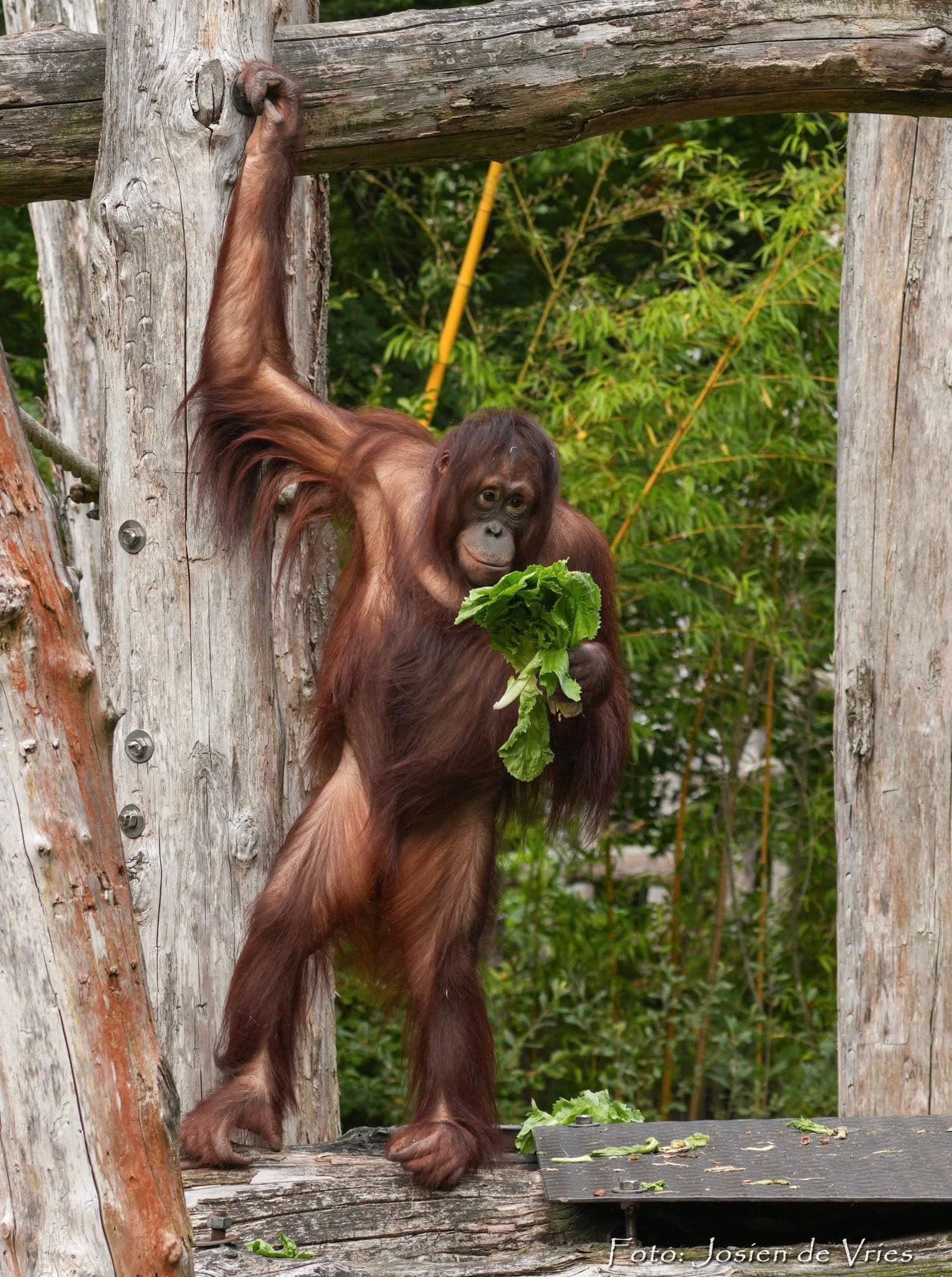 Indah the Orangutan