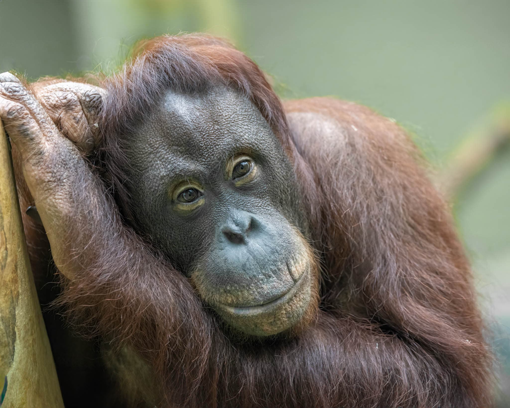 Jingga the Orangutan