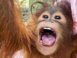 Cahaya the Orangutan